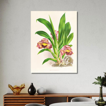 Illustrazioni Botaniche Bollea Pulvinaris Jean Jules Linden jjl15 quadro stampato su tela