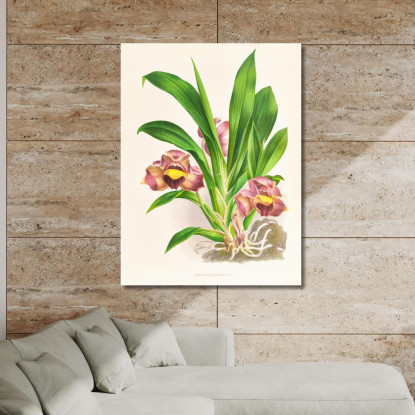 Illustrazioni Botaniche Bollea Pulvinaris Jean Jules Linden jjl15 quadro stampato su tela