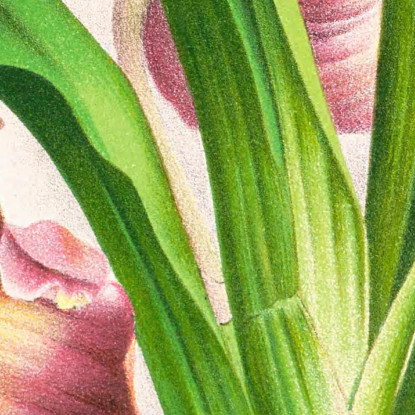 Illustrazioni Botaniche Bollea Pulvinaris Jean Jules Linden jjl15 quadro stampato su tela