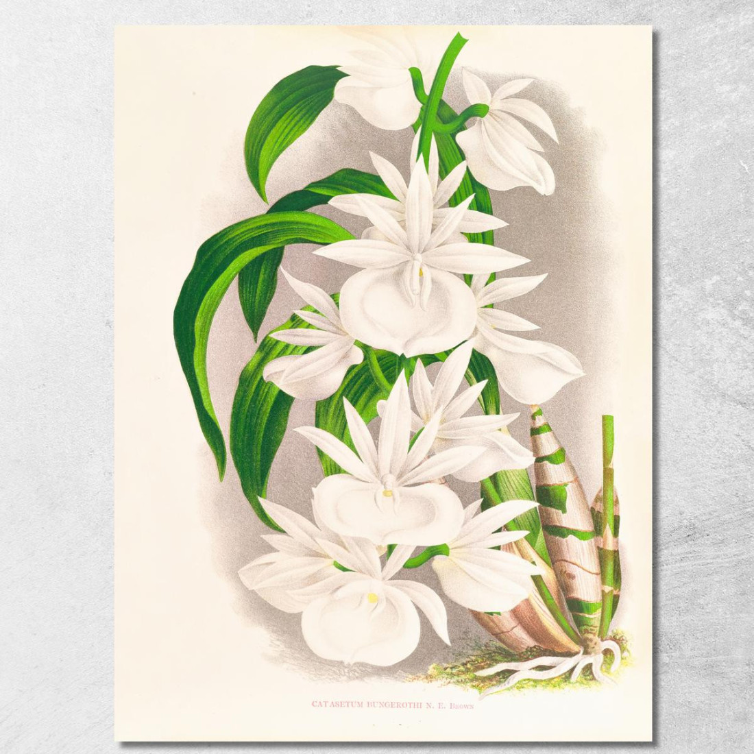 Illustrazioni Botaniche Catasetum Bungerothi Jean Jules Linden jjl20 quadro stampato su tela
