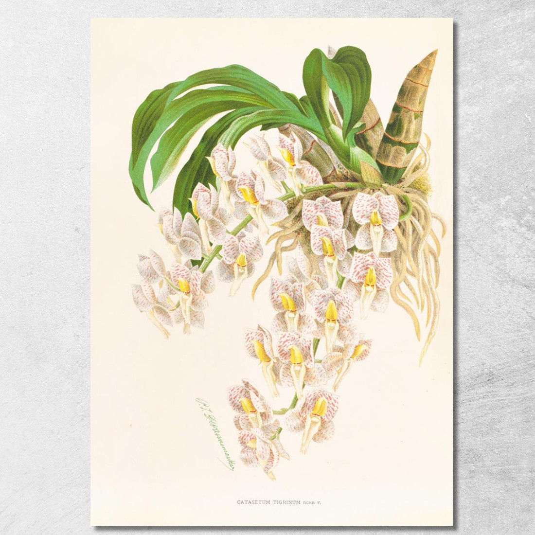 Illustrazioni Botaniche Catasetum Tigrinum Jean Jules Linden jjl25 quadro stampato su tela