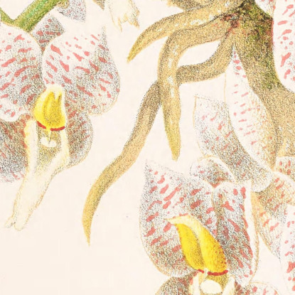 Illustrazioni Botaniche Catasetum Tigrinum Jean Jules Linden jjl25 quadro stampato su tela