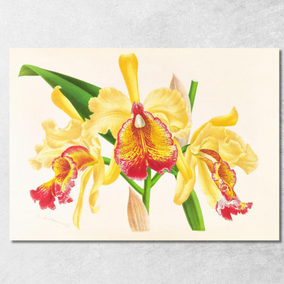 Illustrazioni Botaniche Cattleya Aurea Jean Jules Linden jjl26 quadro stampato su tela
