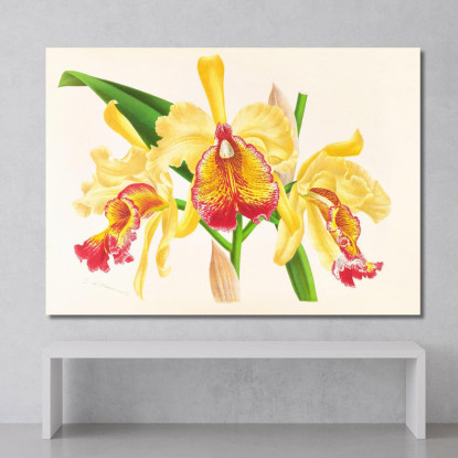 Illustrazioni Botaniche Cattleya Aurea Jean Jules Linden jjl26 quadro stampato su tela