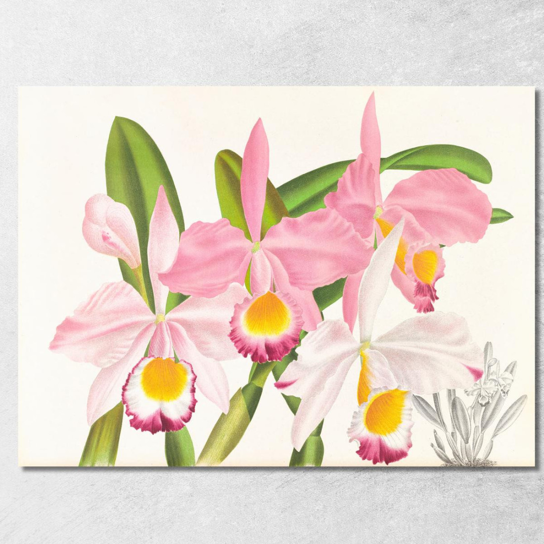 Illustrazioni Botaniche Cattleya Eldorado Jean Jules Linden jjl27 quadro stampato su tela