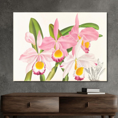 Illustrazioni Botaniche Cattleya Eldorado Jean Jules Linden jjl27 quadro stampato su tela