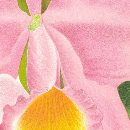 Illustrazioni Botaniche Cattleya Eldorado Jean Jules Linden jjl27 quadro stampato su tela