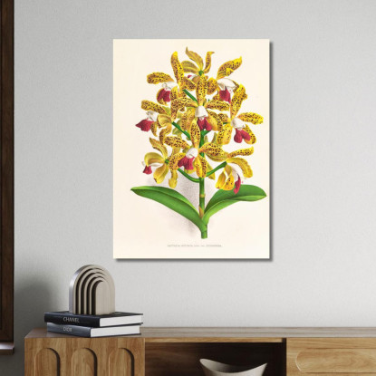 Illustrazioni Botaniche Cattleya Guttata Jean Jules Linden jjl29 quadro stampato su tela