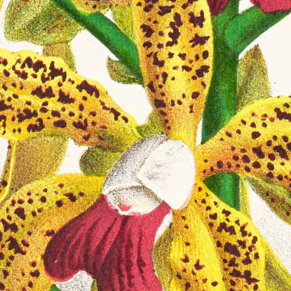 Illustrazioni Botaniche Cattleya Guttata Jean Jules Linden jjl29 quadro stampato su tela