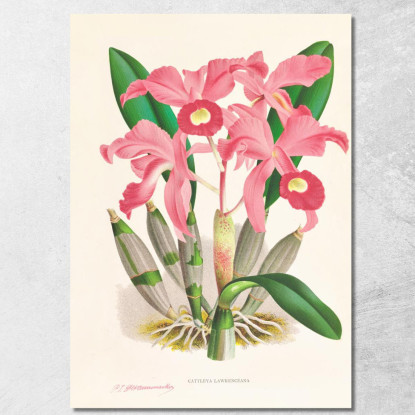 Illustrazioni Botaniche Cattleya Lawrenceana Jean Jules Linden jjl31 quadro stampato su tela