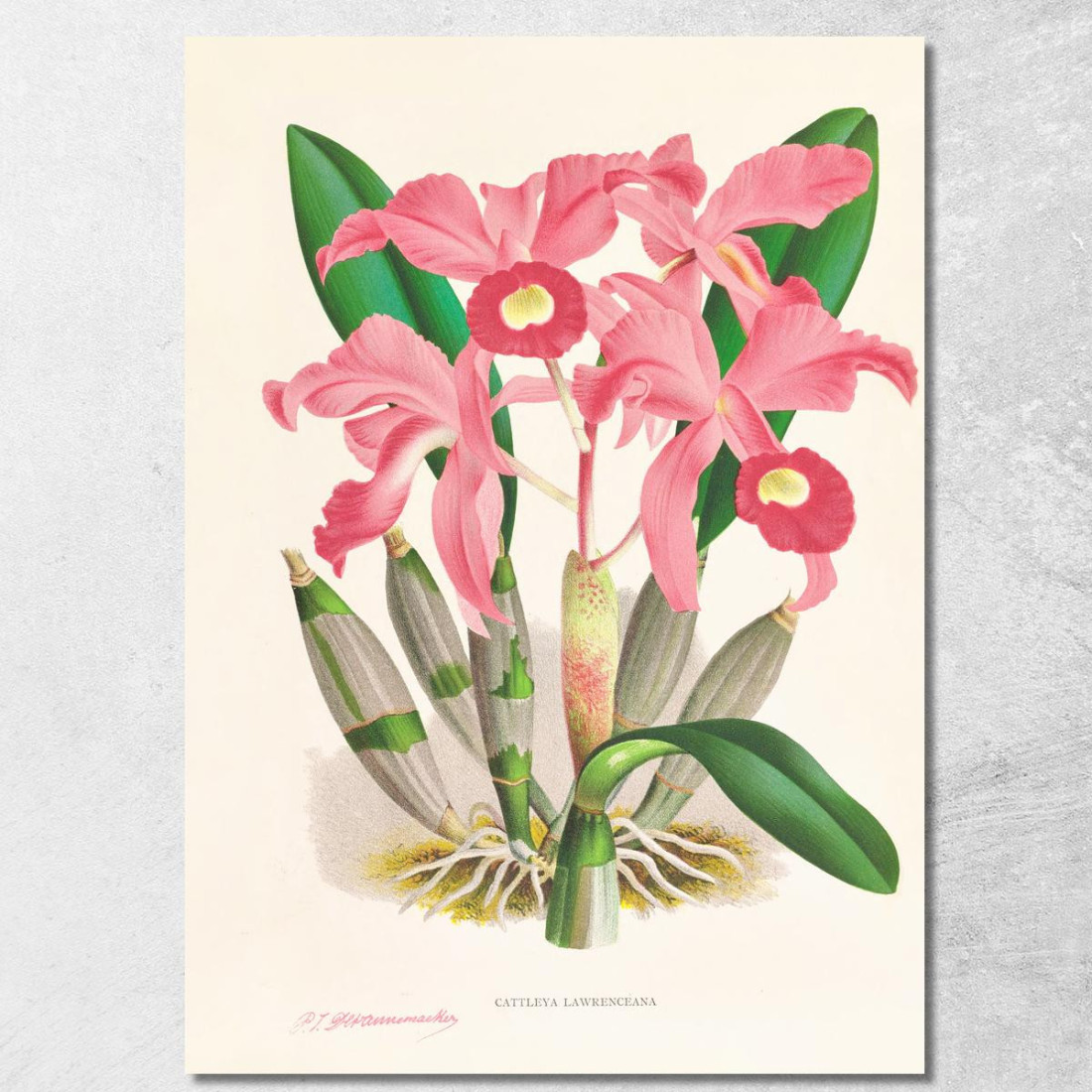 Illustrazioni Botaniche Cattleya Lawrenceana Jean Jules Linden jjl31 quadro stampato su tela