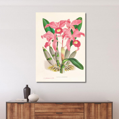 Illustrazioni Botaniche Cattleya Lawrenceana Jean Jules Linden jjl31 quadro stampato su tela