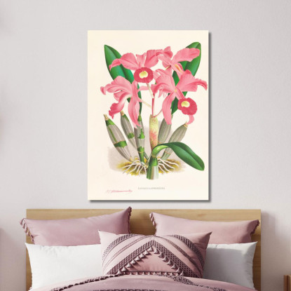 Illustrazioni Botaniche Cattleya Lawrenceana Jean Jules Linden jjl31 quadro stampato su tela