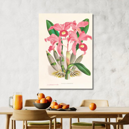 Illustrazioni Botaniche Cattleya Lawrenceana Jean Jules Linden jjl31 quadro stampato su tela