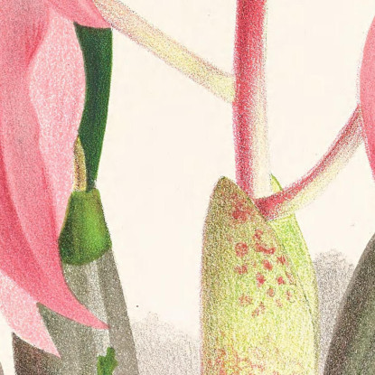 Illustrazioni Botaniche Cattleya Lawrenceana Jean Jules Linden jjl31 quadro stampato su tela