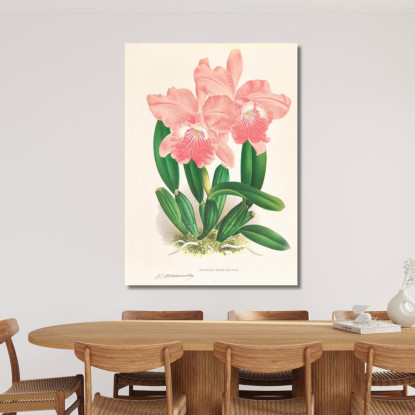 Illustrazioni Botaniche Cattleya Malouana Jean Jules Linden jjl32 quadro stampato su tela