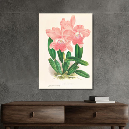 Illustrazioni Botaniche Cattleya Malouana Jean Jules Linden jjl32 quadro stampato su tela