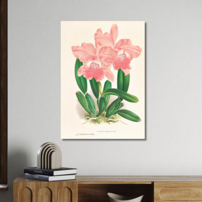 Illustrazioni Botaniche Cattleya Malouana Jean Jules Linden jjl32 quadro stampato su tela