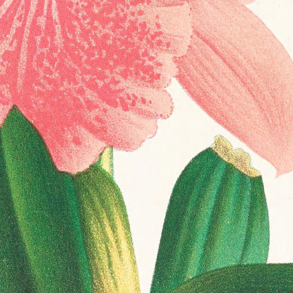 Illustrazioni Botaniche Cattleya Malouana Jean Jules Linden jjl32 quadro stampato su tela