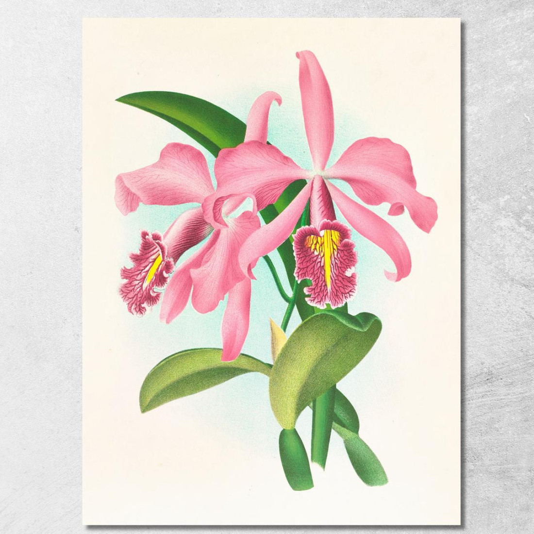 Illustrazioni Botaniche Cattleya Maxima. Jean Jules Linden jjl33 quadro stampato su tela