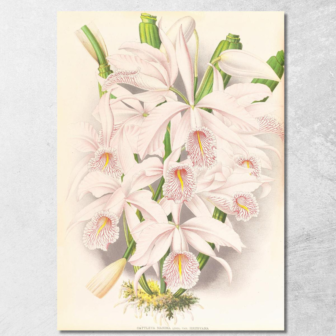 Illustrazioni Botaniche Cattleya Maxima Jean Jules Linden jjl34 quadro stampato su tela