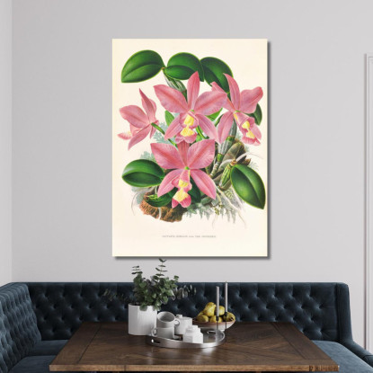 Illustrazioni Botaniche Cattleya Nobilior Jean Jules Linden jjl36 quadro stampato su tela