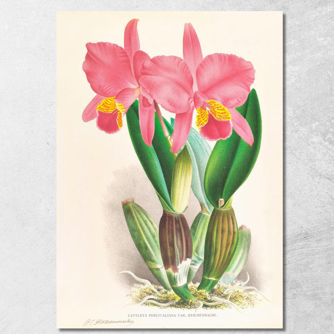 Illustrazioni Botaniche Cattleya Percivaliana Var Reichenbachi Jean Jules Linden jjl37 quadro stampato su tela