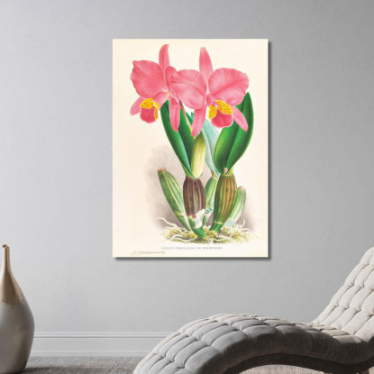 Illustrazioni Botaniche Cattleya Percivaliana Var Reichenbachi Jean Jules Linden jjl37 quadro stampato su tela
