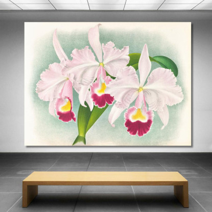Illustrazioni Botaniche Cattleya Trianae Var Martin-Cahuzac Jean Jules Linden jjl39 quadro stampato su tela