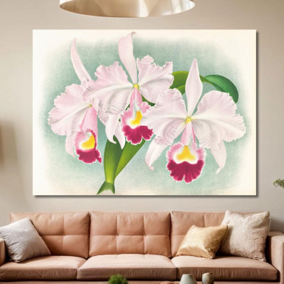Illustrazioni Botaniche Cattleya Trianae Var Martin-Cahuzac Jean Jules Linden jjl39 quadro stampato su tela