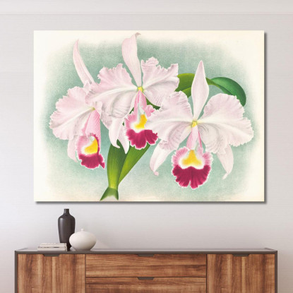 Illustrazioni Botaniche Cattleya Trianae Var Martin-Cahuzac Jean Jules Linden jjl39 quadro stampato su tela