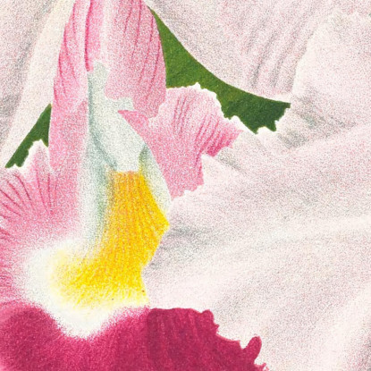 Illustrazioni Botaniche Cattleya Trianae Var Martin-Cahuzac Jean Jules Linden jjl39 quadro stampato su tela