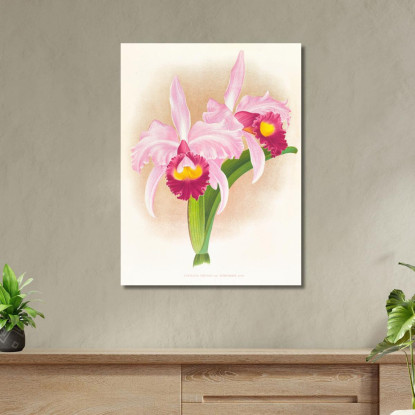 Illustrazioni Botaniche Cattleya Trianae Var Purpurata Jean Jules Linden jjl41 quadro stampato su tela
