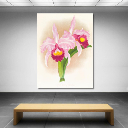 Illustrazioni Botaniche Cattleya Trianae Var Purpurata Jean Jules Linden jjl41 quadro stampato su tela