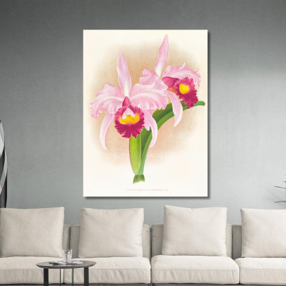 Illustrazioni Botaniche Cattleya Trianae Var Purpurata Jean Jules Linden jjl41 quadro stampato su tela