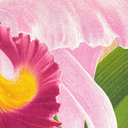 Illustrazioni Botaniche Cattleya Trianae Var Purpurata Jean Jules Linden jjl41 quadro stampato su tela