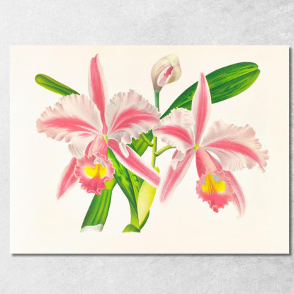 Illustrazioni Botaniche Cattleya Trianae Var Striata Jean Jules Linden jjl42 quadro stampato su tela