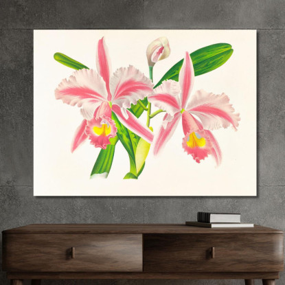 Illustrazioni Botaniche Cattleya Trianae Var Striata Jean Jules Linden jjl42 quadro stampato su tela