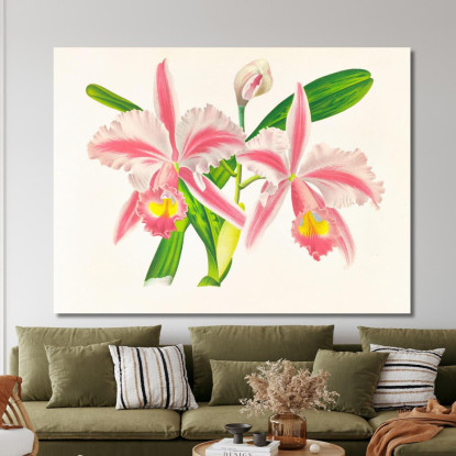 Illustrazioni Botaniche Cattleya Trianae Var Striata Jean Jules Linden jjl42 quadro stampato su tela