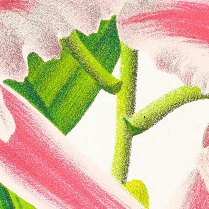 Illustrazioni Botaniche Cattleya Trianae Var Striata Jean Jules Linden jjl42 quadro stampato su tela