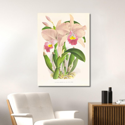Illustrazioni Botaniche Cattleya Trianae. Jean Jules Linden jjl43 quadro stampato su tela