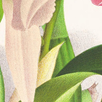 Illustrazioni Botaniche Cattleya Trianae. Jean Jules Linden jjl43 quadro stampato su tela