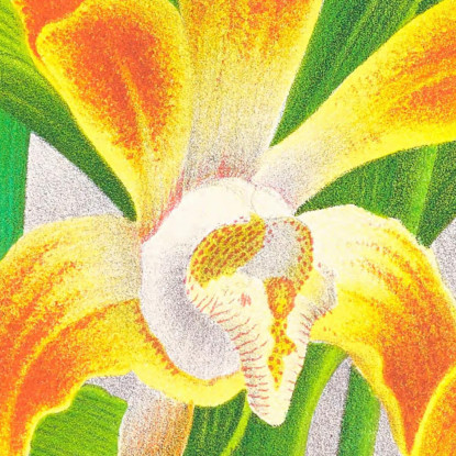 Illustrazioni Botaniche Chysis Aurea Jean Jules Linden jjl45 quadro stampato su tela