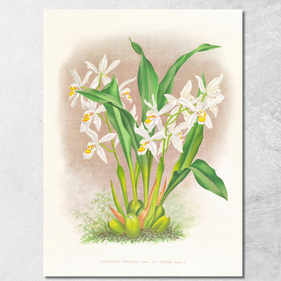 Illustrazioni Botaniche Coelogyne Ocellata Jean Jules Linden jjl48 quadro stampato su tela