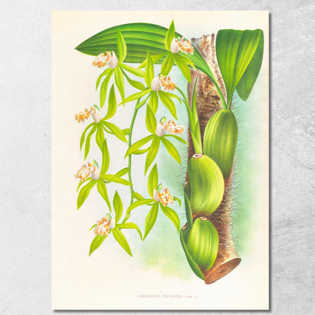 Illustrazioni Botaniche Coelogyne Peltastes Jean Jules Linden jjl49 quadro stampato su tela