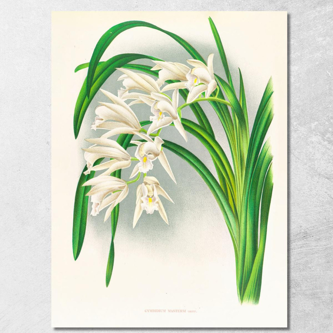 Illustrazioni Botaniche Cymbidium Mastersi Jean Jules Linden jjl51 quadro stampato su tela