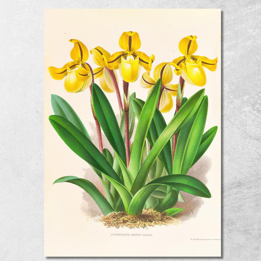 Illustrazioni Botaniche Cypripedium Druryi Jean Jules Linden jjl54 quadro stampato su tela