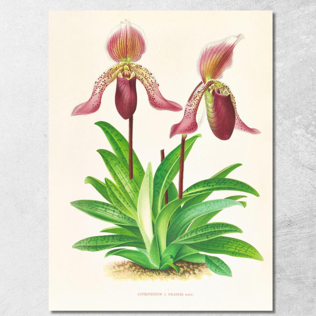 Illustrazioni Botaniche Cypripedium Fraseri Jean Jules Linden jjl55 quadro stampato su tela