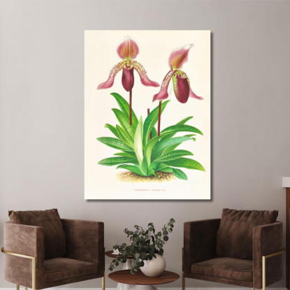 Illustrazioni Botaniche Cypripedium Fraseri Jean Jules Linden jjl55 quadro stampato su tela