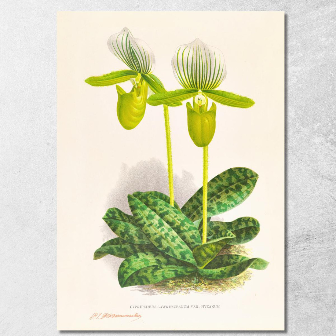 Illustrazioni Botaniche Cypripedium Lawrenceanum Var Hyeanum Jean Jules Linden jjl56 quadro stampato su tela